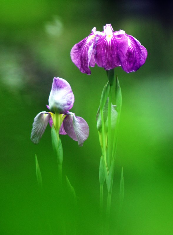 菖蒲