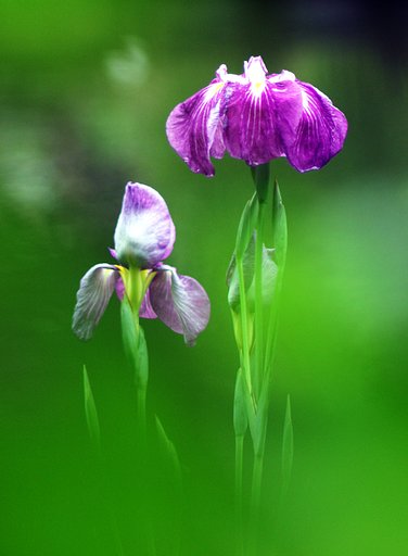 菖蒲
