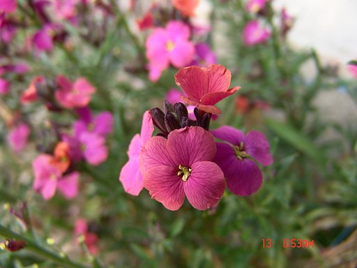 小さなお花