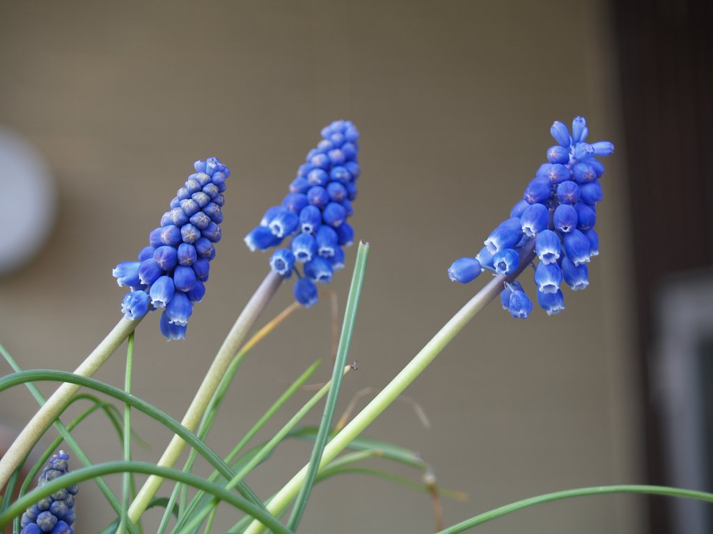 この花の名前ご存知ですか