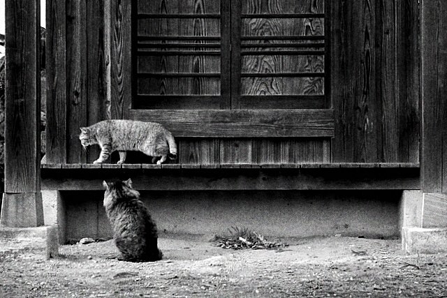 猫の恋路を邪魔するものは…　