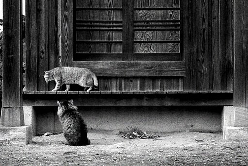 猫の恋路を邪魔するものは…　