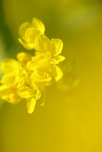 弥生、３月、菜の花畑