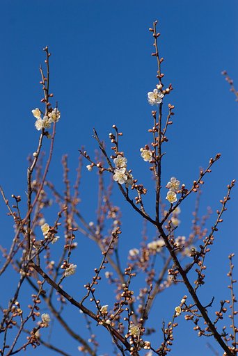 やっと咲いた