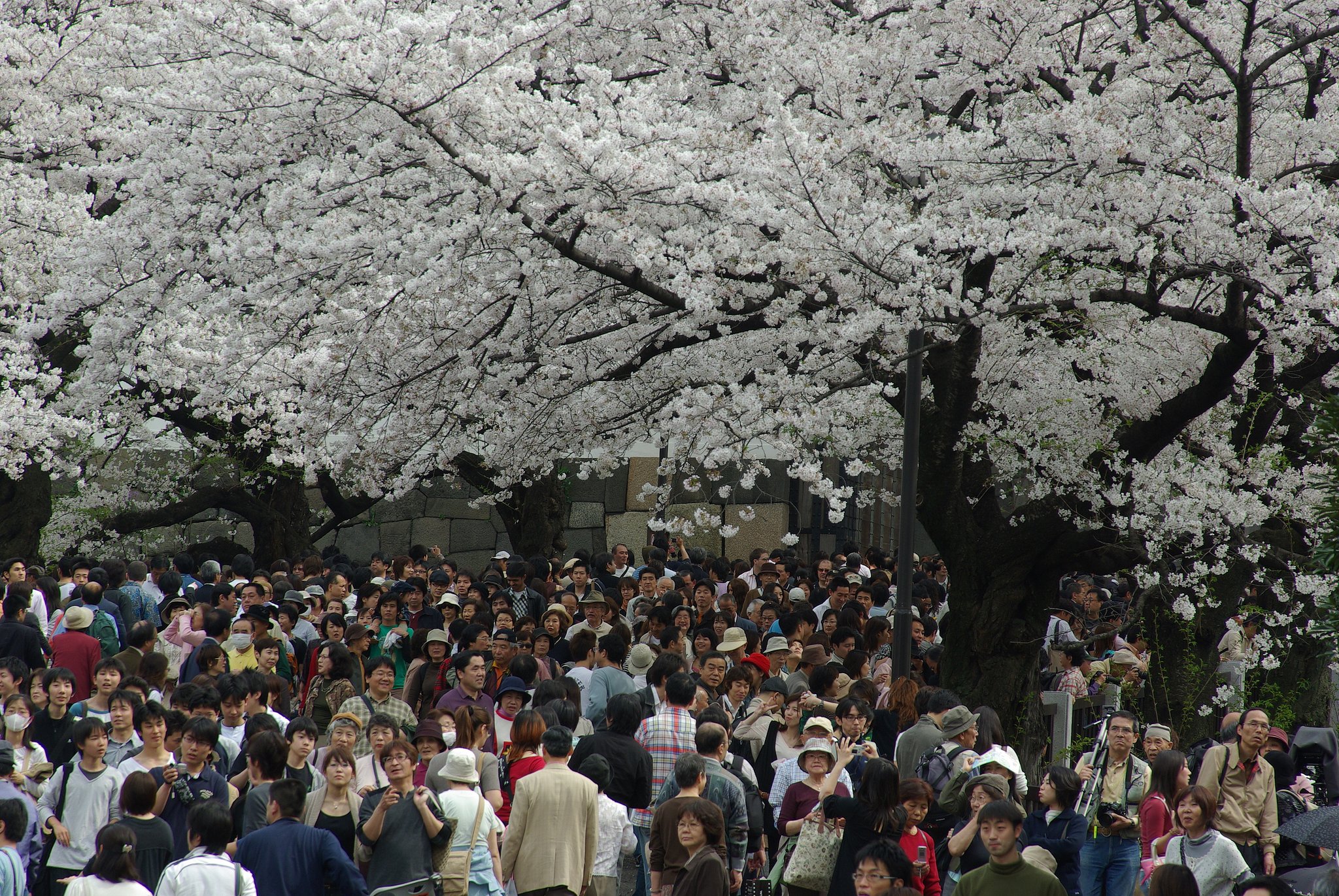 桜花爛漫