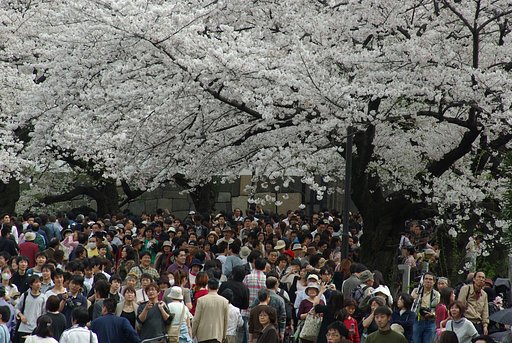 桜花爛漫