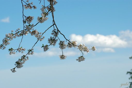 【愛】山桜
