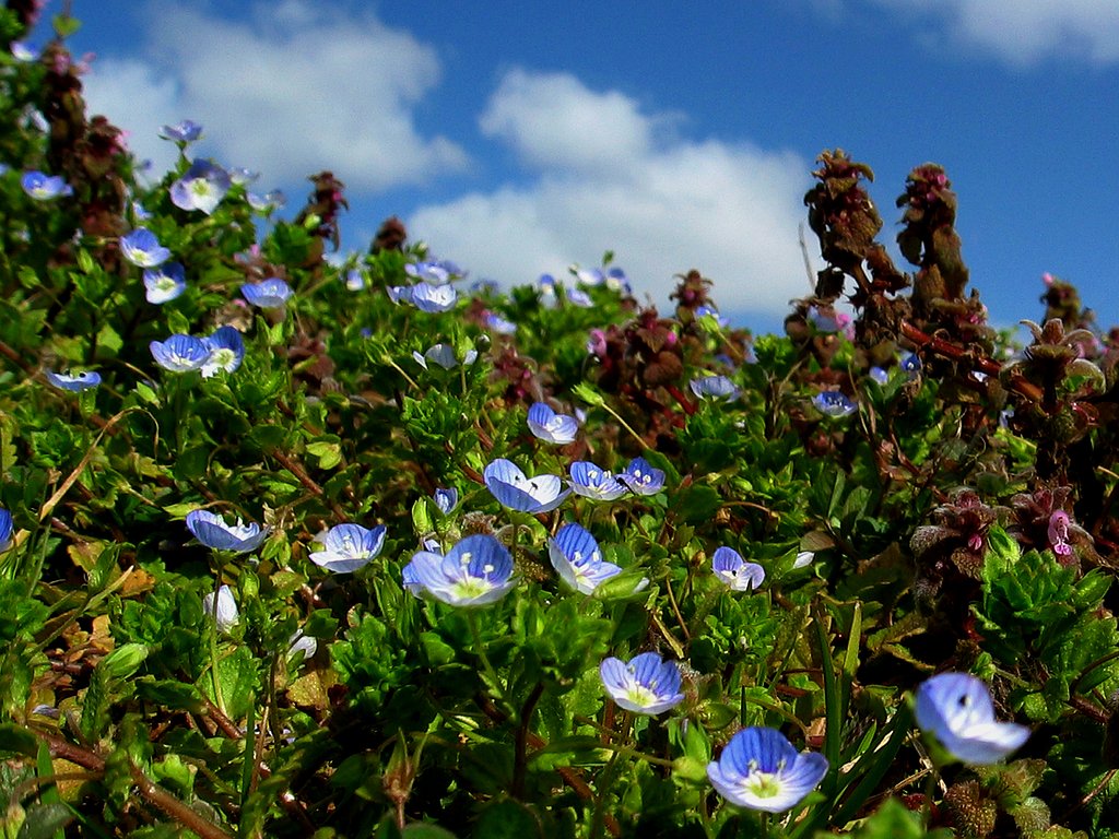 この花の印象