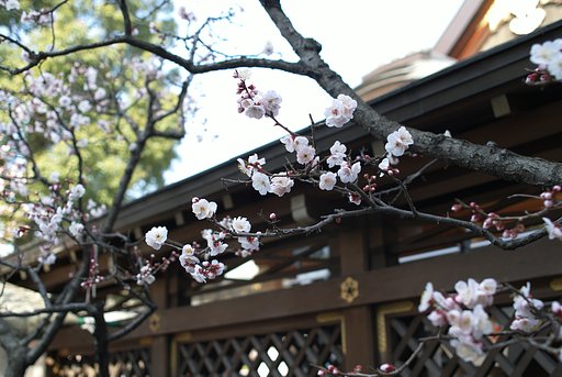 春らしくなって