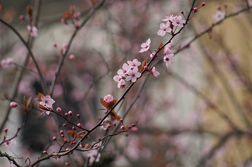 梅の季節に桜が満開！