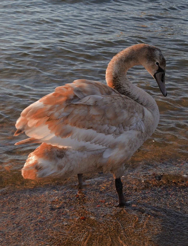 Swan