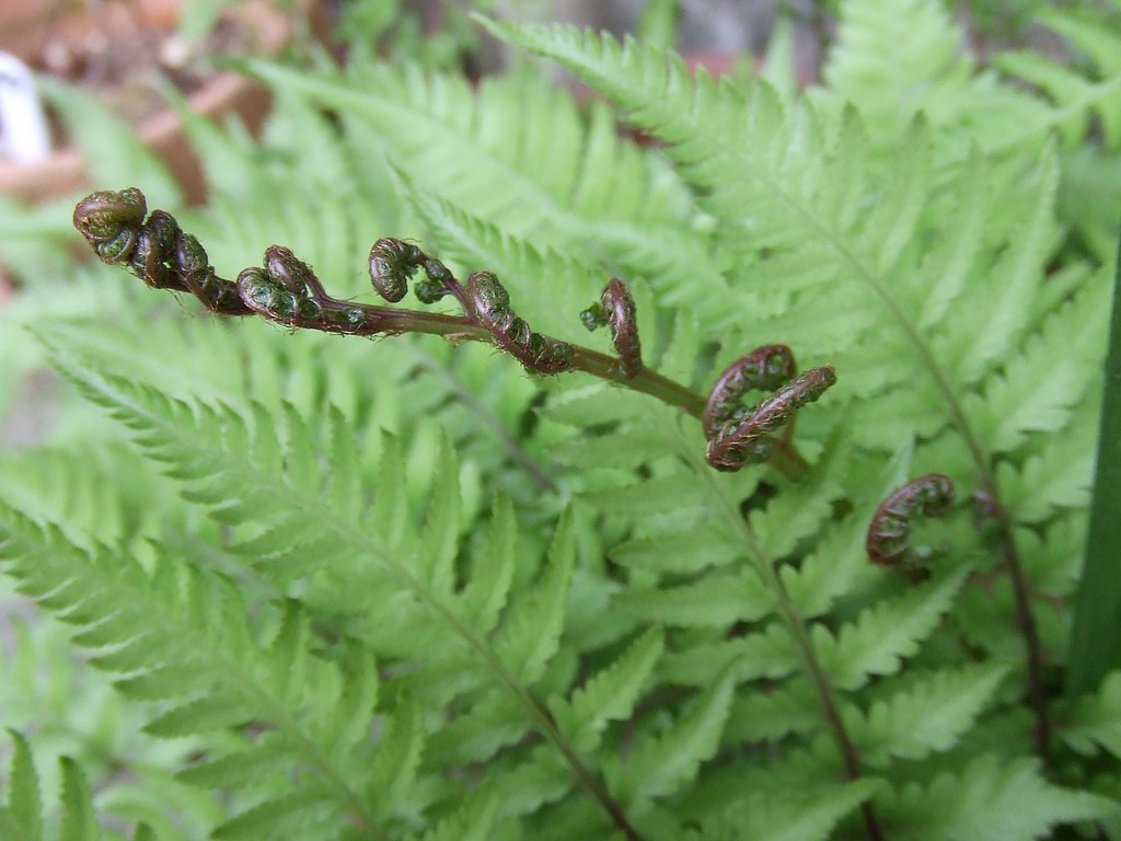 しだ植物・・・