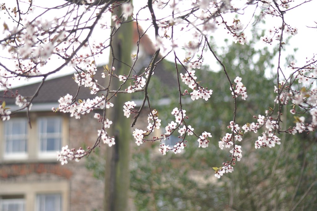 英桜