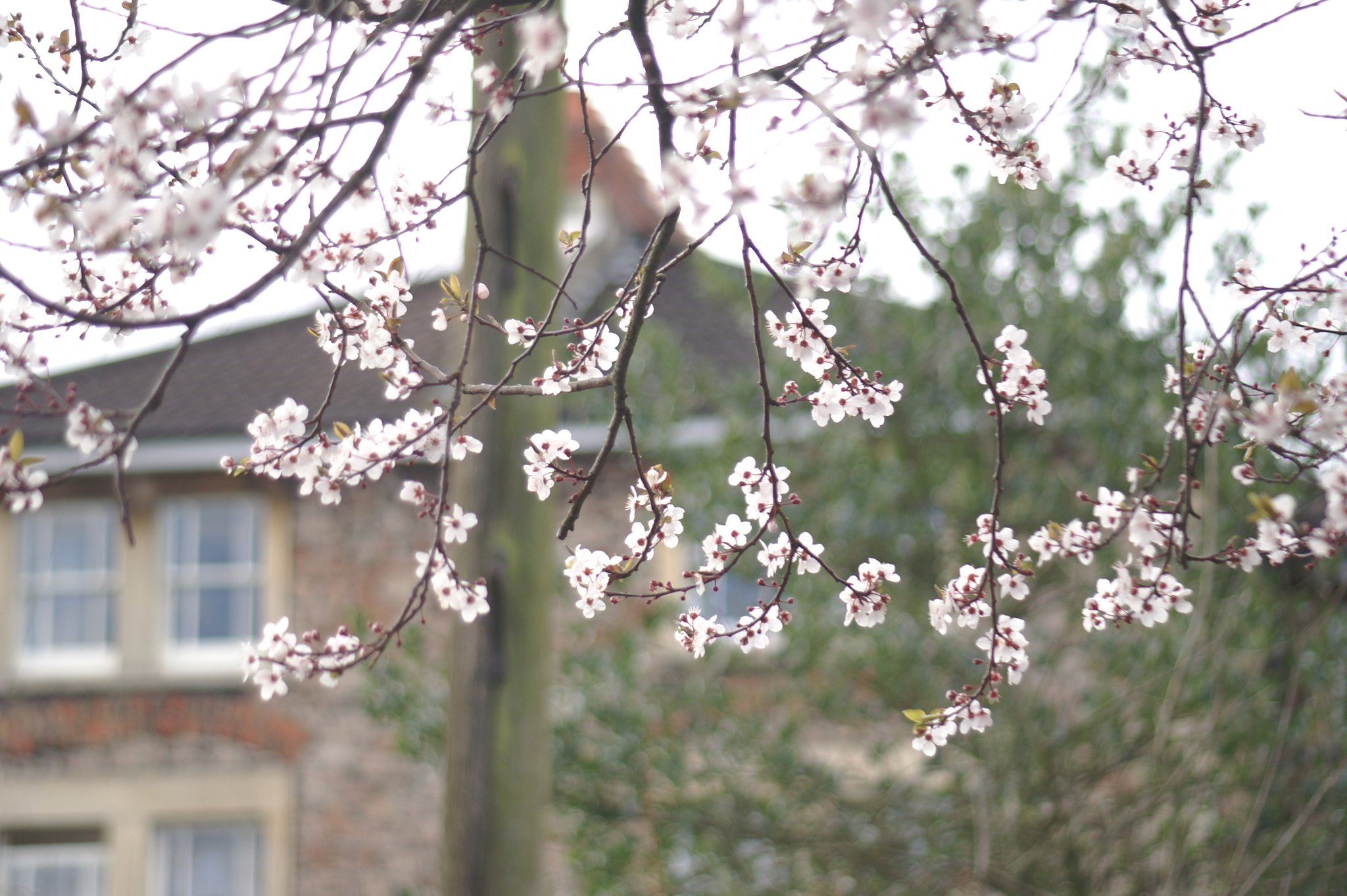 英桜