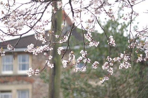 英桜