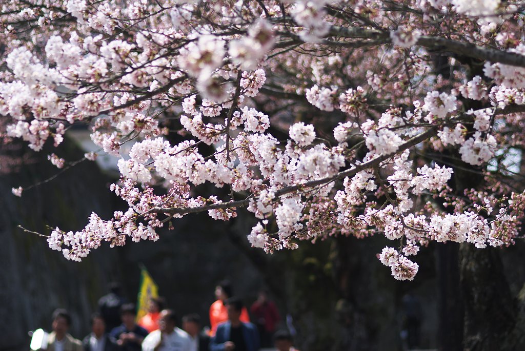 桜の屋根