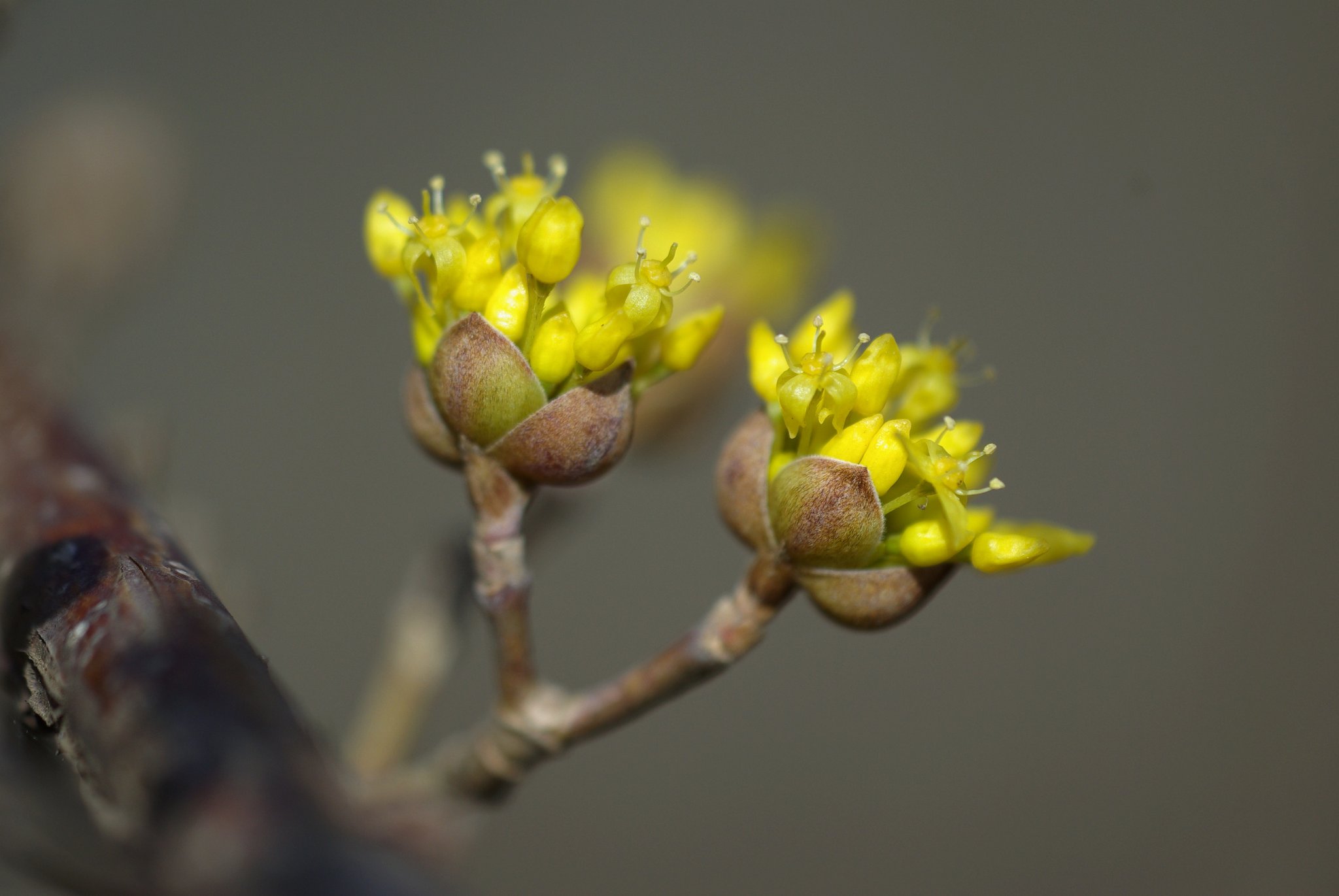 黄色い線香花火