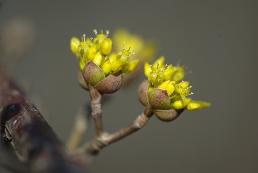 黄色い線香花火