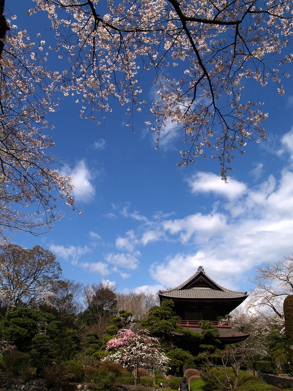桜を巡る冒険　＃１