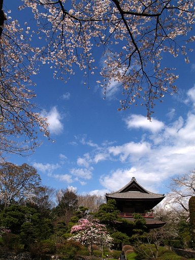桜を巡る冒険　＃１
