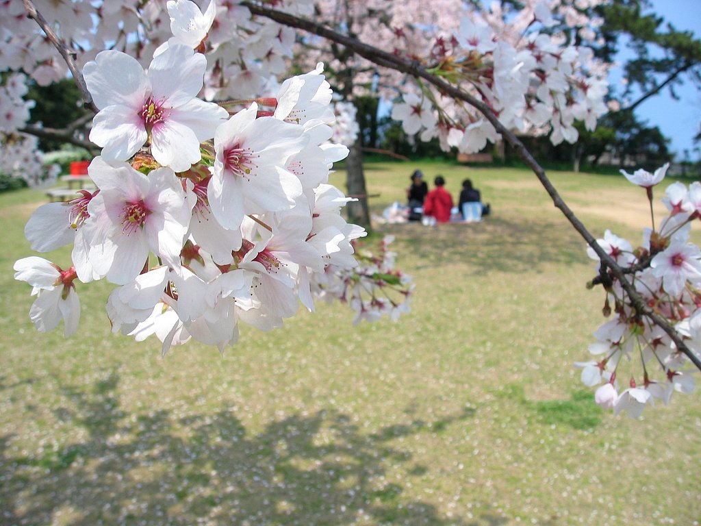桜日和