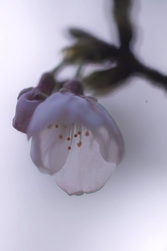 福岡でも開花宣言
