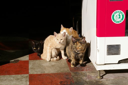 ねこ玉