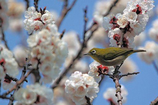メジロさんが飛んで来ました