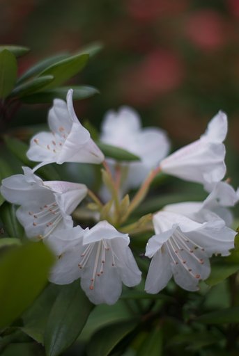 石楠花