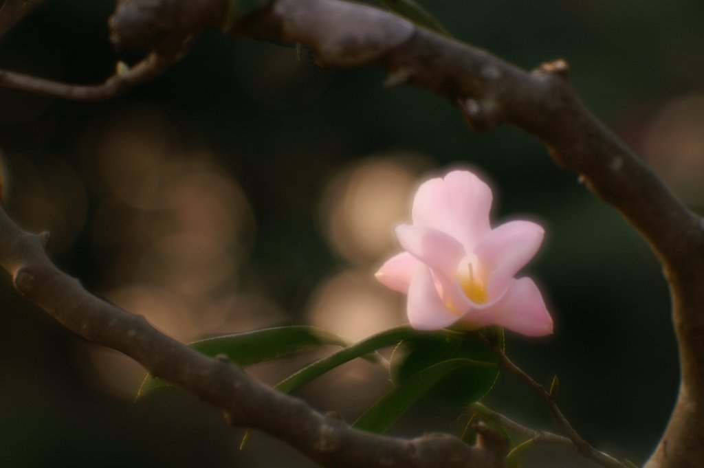 『花』ほんのり