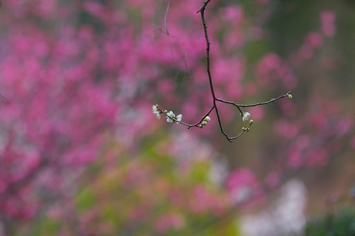 飛鳥の春