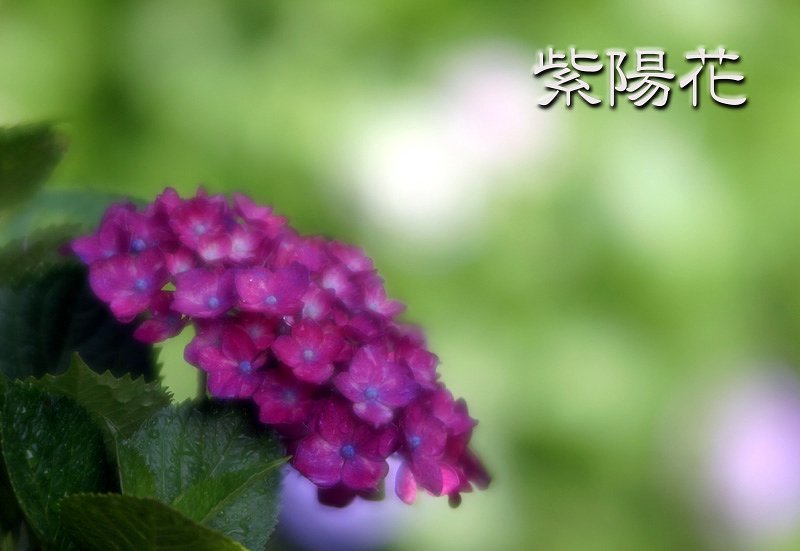 まさに紫陽花