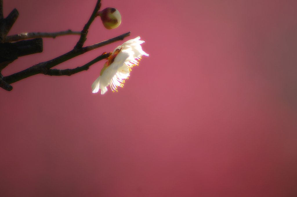 春、香る。
