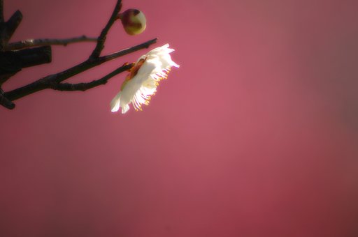 春、香る。