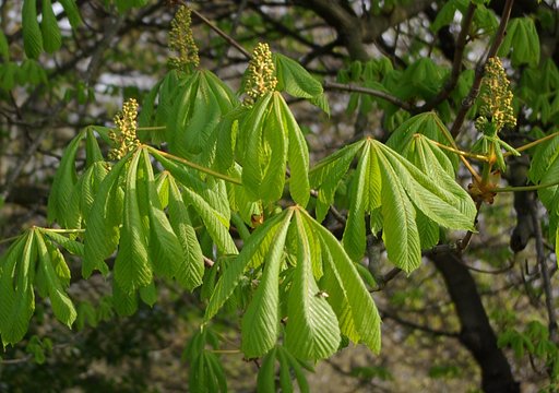 Horse-chestnut