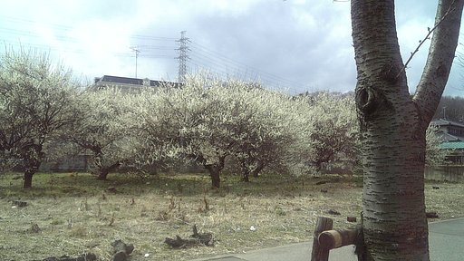 雨の梅林
