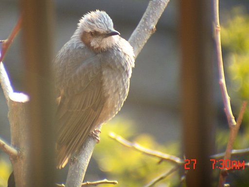 目の前に鳥が・・・・