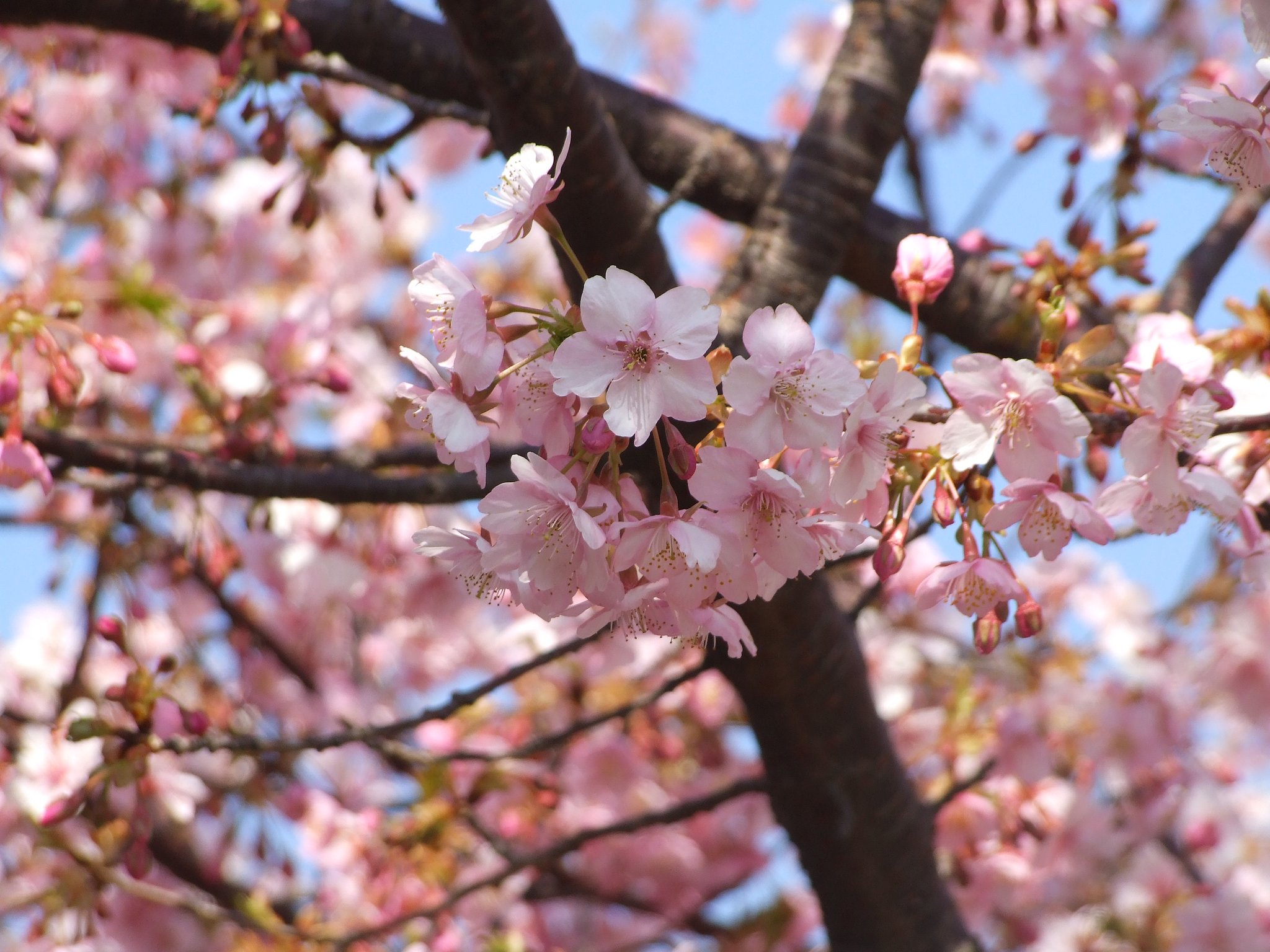 房総北部も桜