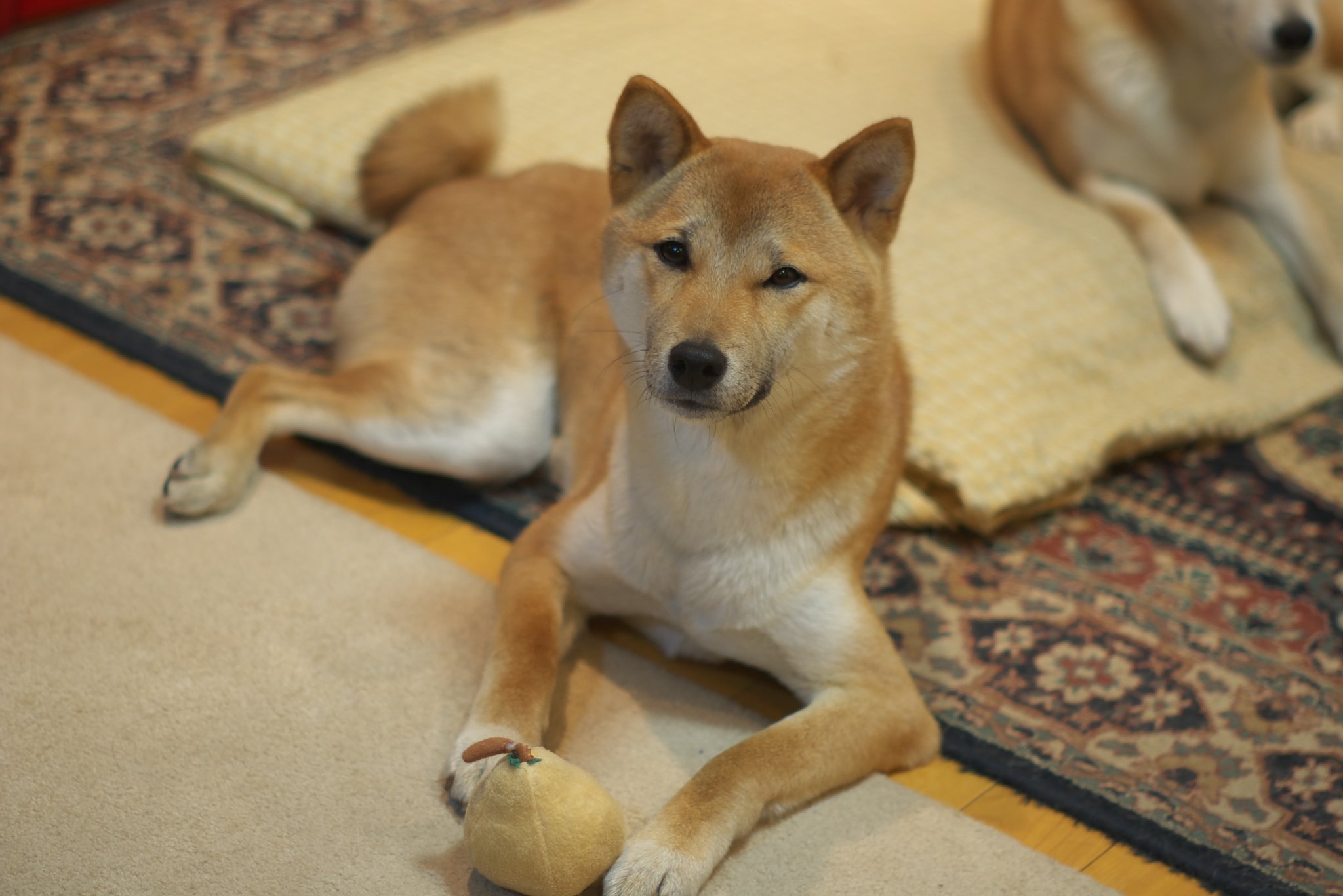 おやつくれるんならモデルやってやってもいいよ