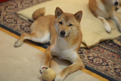 おやつくれるんならモデルやってやってもいいよ