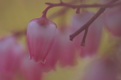 アセビ（馬酔木）　