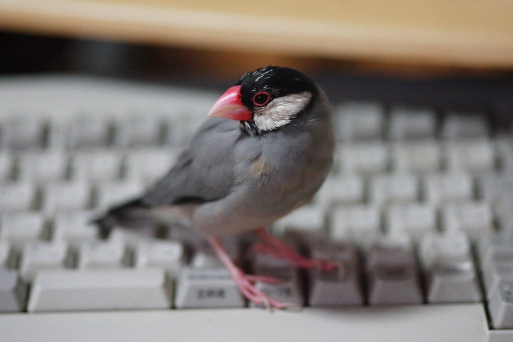 ウチのペット