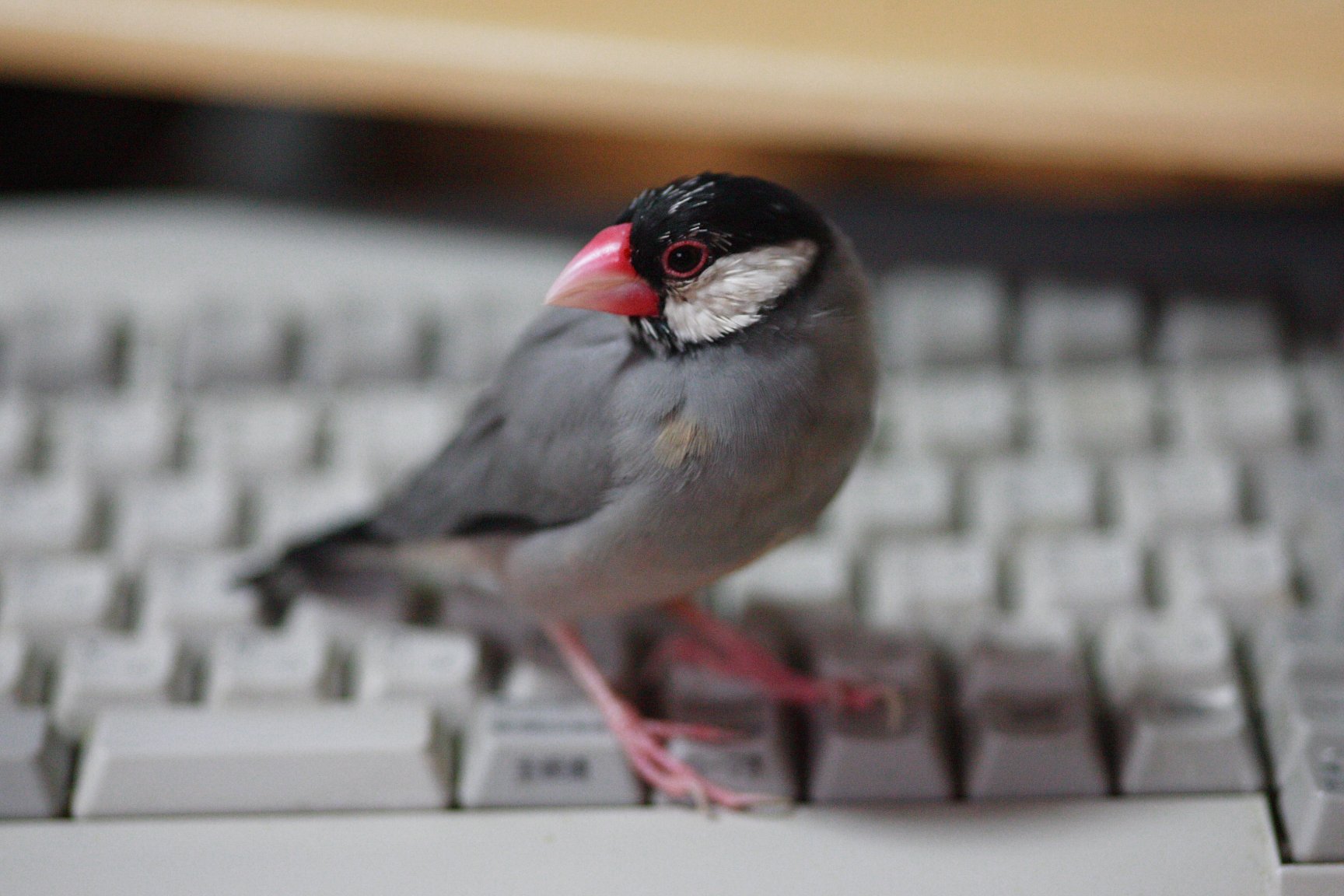 ウチのペット