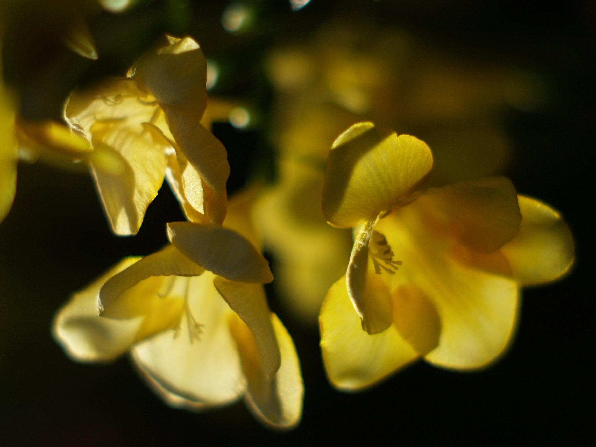 温室の花