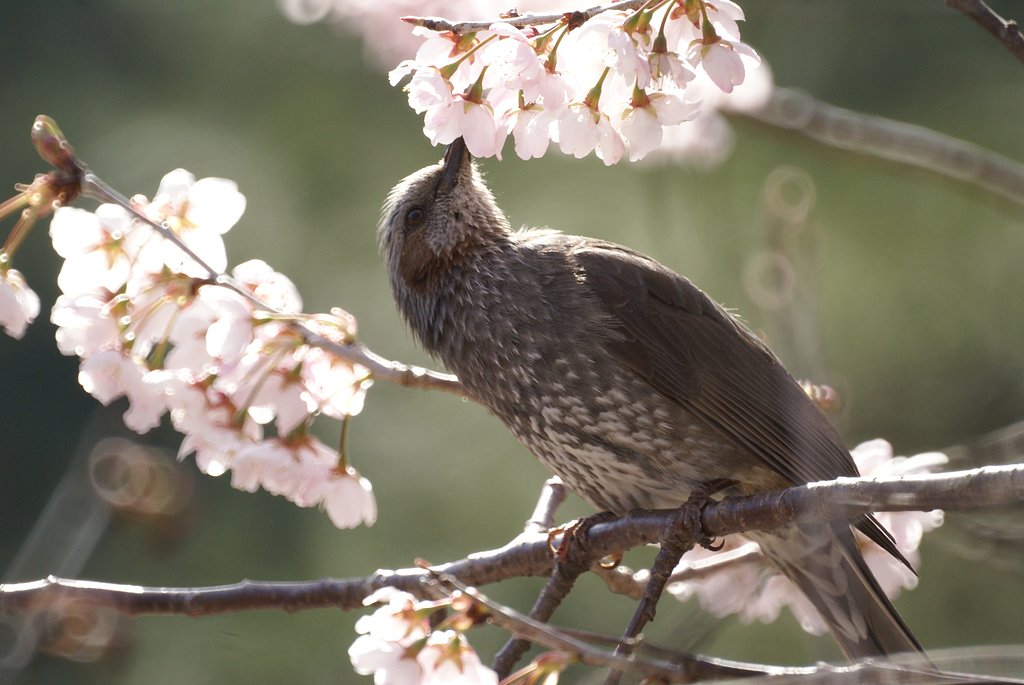 【写楽】はみ出るよ