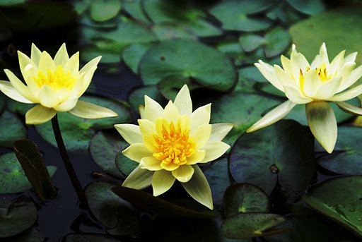 【花】蓮