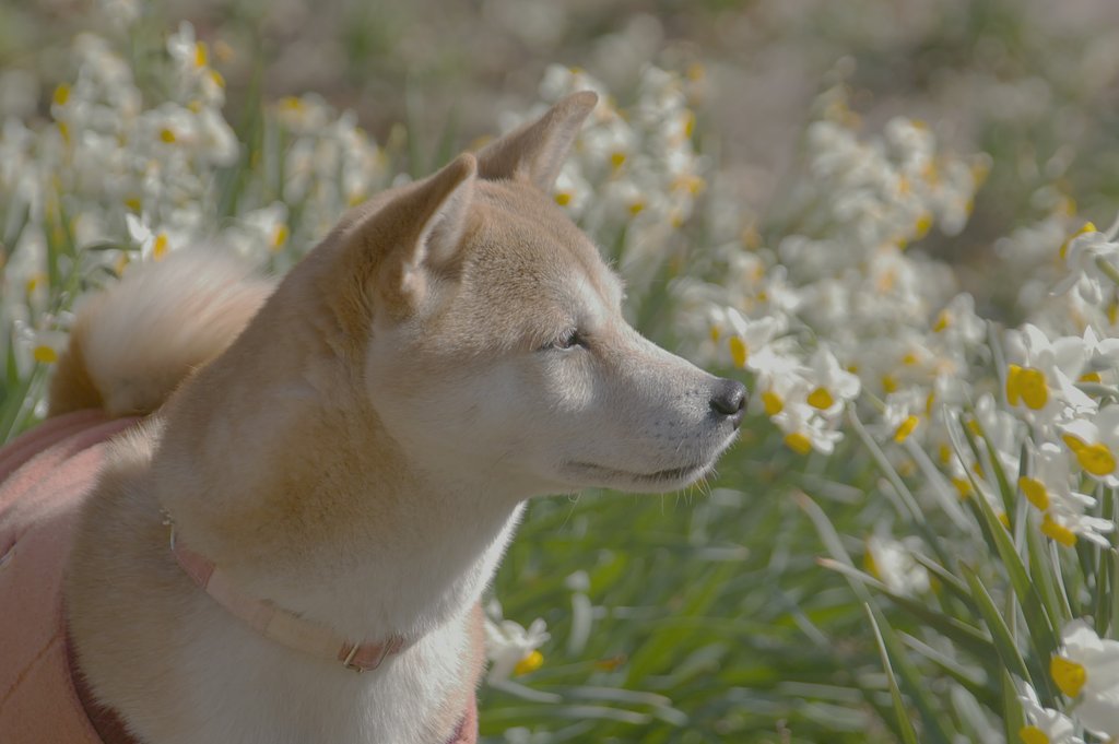 【花】そのやさしき香り