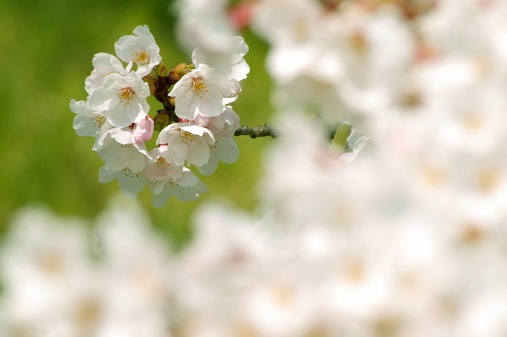 桜の頃