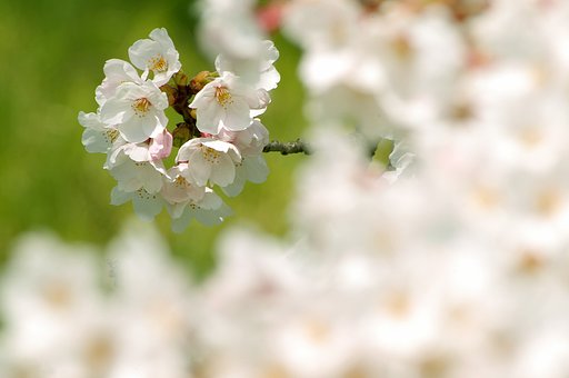 桜の頃