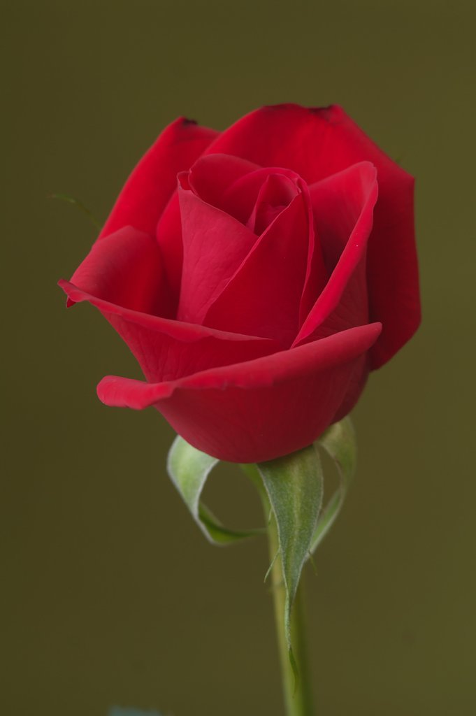 薔薇